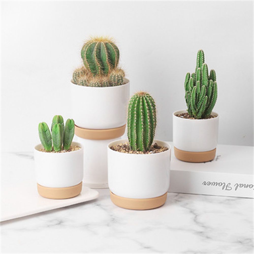 Round Cactus Succulent Plants  - Orchid Potting Mix recension och pris