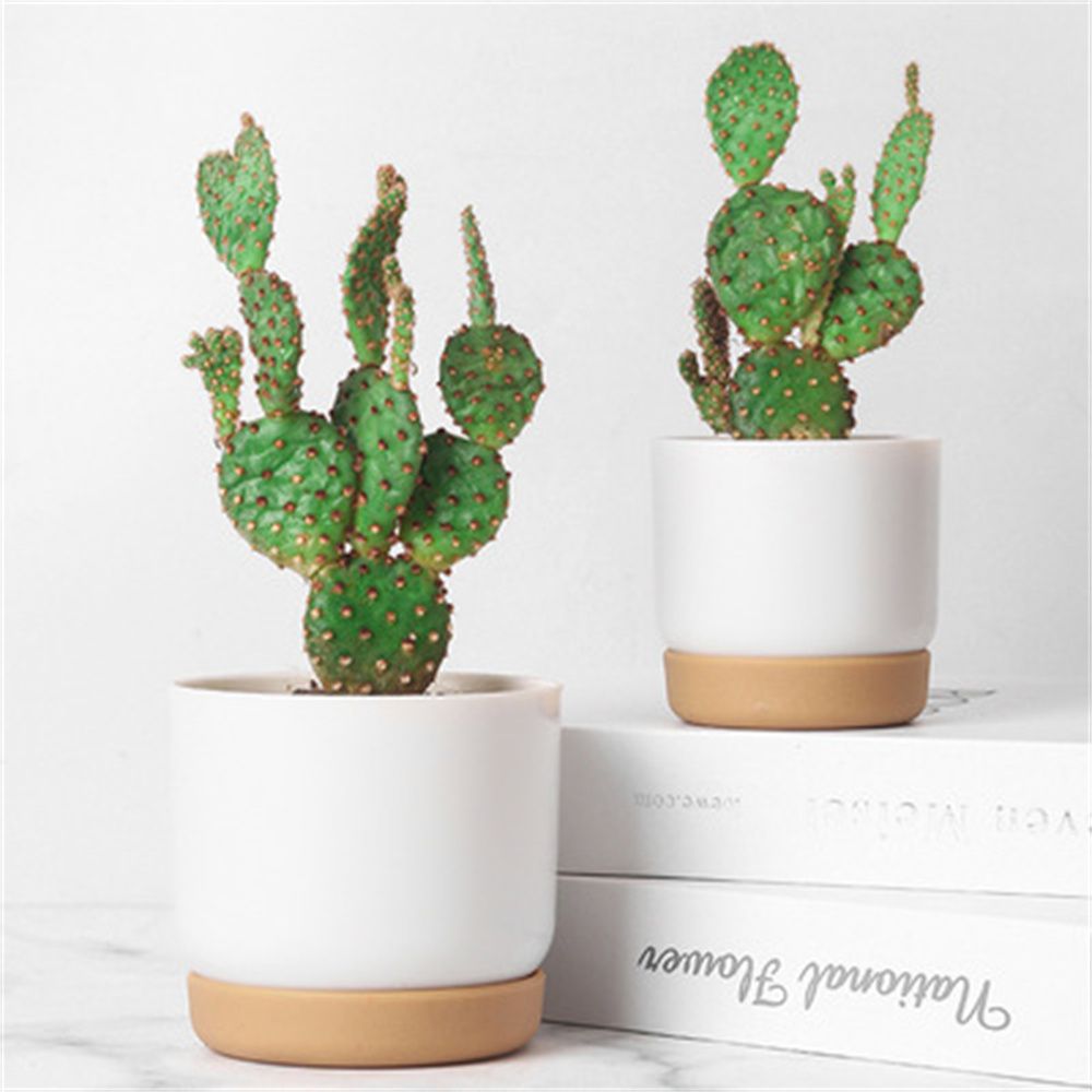 Round Cactus Succulent Plants  - Orchid Potting Mix recension och pris