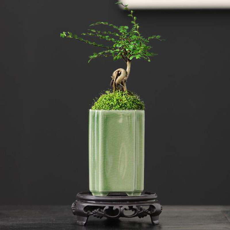 Porcelain Square Celadon Glaze - Orchid Potting Mix recension och pris