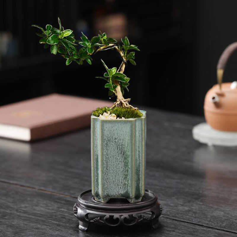 Porcelain Square Celadon Glaze - Orchid Potting Mix recension och pris