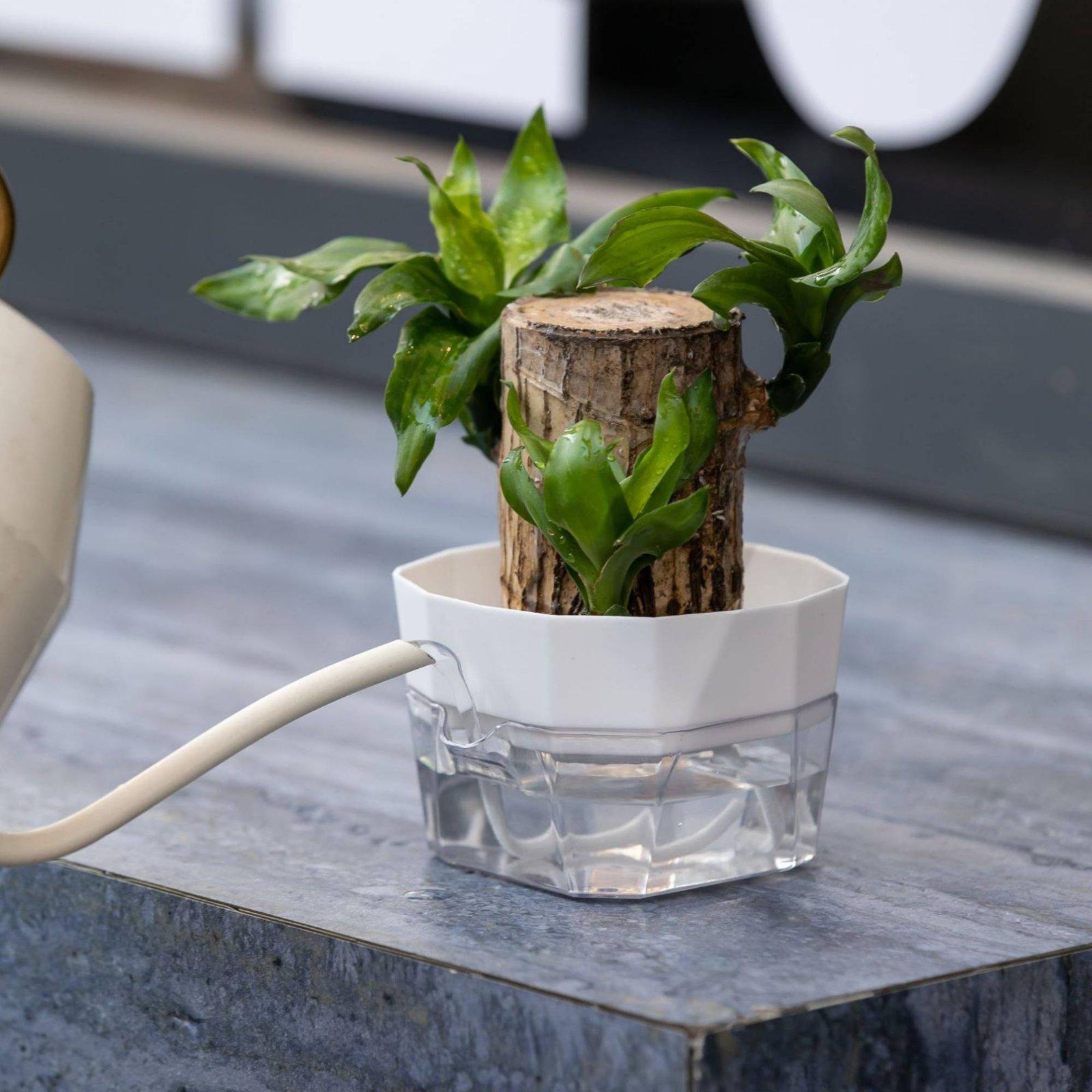 Hydroponic Vase Two Layer Self - Self-Watering Planter recension och pris