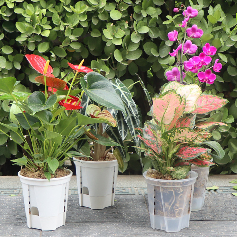 5pcs Transparent Orchid Pot wi - Orchid Potting Mix recension och pris